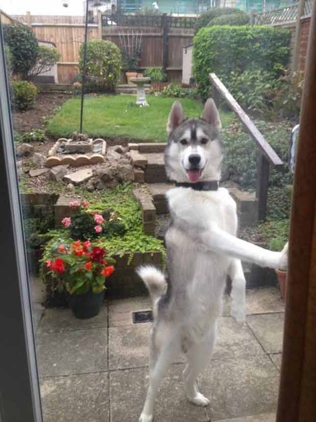 Imagem fez muito sucesso na internet. Foto: CalcdUncertainty/Imgur/Reprodução Imagem fez muito sucesso na internet. Foto: CalcdUncertainty/Imgur/Reprodução