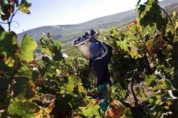 A frica do Sul  um dos poucos pases do continente a produzir vinhos em larga escala. Foto: Gianluigi Guercia/AFP