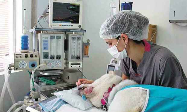 Cirurgia de castração deve ser sempre realizada em bloco cirúrgico bem-estruturado. Foto: Arquivo/Clínica Ártemis Cirurgia de castração deve ser sempre realizada em bloco cirúrgico bem-estruturado. Foto: Arquivo/Clínica Ártemis