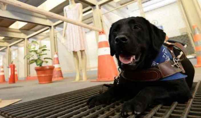 Os cães da raça labrador são treinados, em média, por dois anos, antes de serem entregues a um cego: fila de espera com mais de 300 pessoas. Foto: Carlos Vieira/ CB/ D.A Press Os cães da raça labrador são treinados, em média, por dois anos, antes de serem entregues a um cego: fila de espera com mais de 300 pessoas. Foto: Carlos Vieira/ CB/ D.A Press