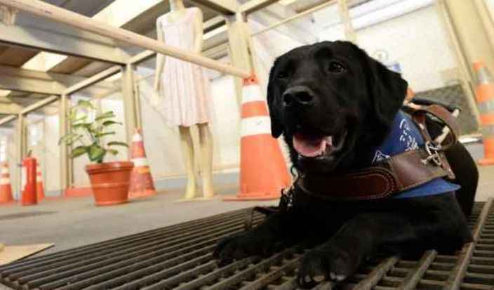 Os ces da raa labrador so treinados, em mdia, por dois anos, antes de serem entregues a um cego: fila de espera com mais de 300 pessoas. Foto: Carlos Vieira/ CB/ D.A Press