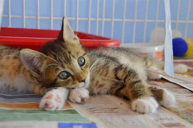 O evento tambm ir coletar doaes de materiais e rao para ces e gatos. Foto: Divulgao