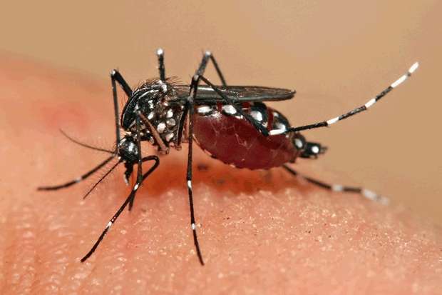Deona  transmitida pelo mesmo mosquito transmissor da dengue, o Aedes Aegypti Foto: AFP Photo