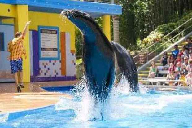 Forte do parque Seaworld em Orlando so as apresentaes com animais (Seaworld/Divulgao)