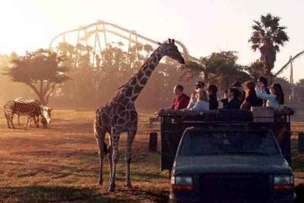 Serengeti Safri  uma das atraes mais procuradas do Busch Gardens de Tampa: proximidade com animais encanta os turistas (Seaworld/Divulgao)