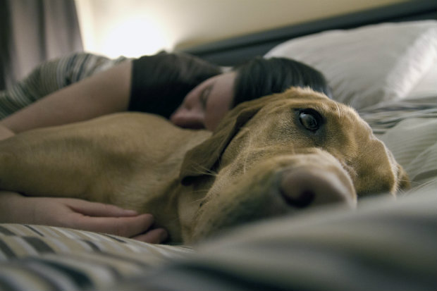 Pets tambm podem sofrer de cncer de mama. (Foto: Domnio pblico)