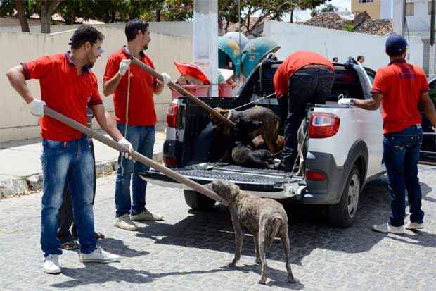 Os ces recolhidos so levados para o Canil Municipal, onde so higienizados e alimentados com acompanhamento veterinrio. Foto: Divulgao