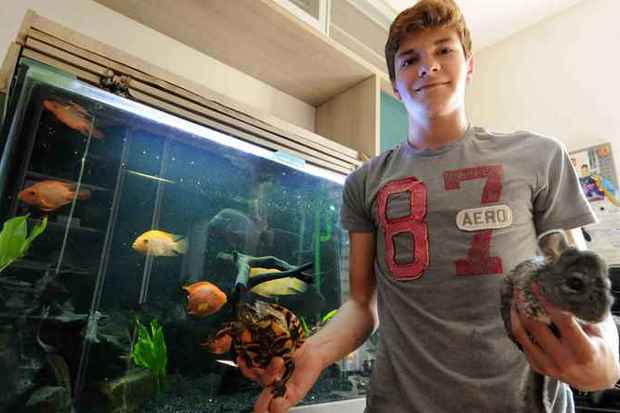 Arthur Viana tem peixes exóticos, tartarugas e chinchilas (Jair Amaral/EM.D.A.Press) Arthur Viana tem peixes exóticos, tartarugas e chinchilas (Jair Amaral/EM.D.A.Press)