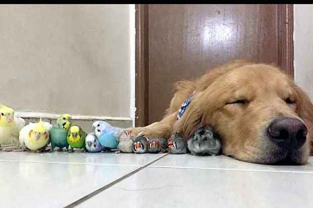 Bob tem mais de 200 mil seguidores no Instagram (@bob_goldenretriever), mas não é só pela simpatia que o golden retriever de dois anos faz tanto sucesso. O convívio pacífico dele com os outros animais de estimação de Luiz Higa Júnior é que chama a atenção. São duas calopsitas, quatro periquitos, dois mandarins, um hamster e outro golden retriever, o mais novo da família, chamado Marley. Os momentos harmoniosos dessa turminha sempre são registrados pelo dono, e rendem várias fotos e vídeos bacanas. (Instagram/Reprodução da Internet) Bob tem mais de 200 mil seguidores no Instagram (@bob_goldenretriever), mas não é só pela simpatia que o golden retriever de dois anos faz tanto sucesso. O convívio pacífico dele com os outros animais de estimação de Luiz Higa Júnior é que chama a atenção. São duas calopsitas, quatro periquitos, dois mandarins, um hamster e outro golden retriever, o mais novo da família, chamado Marley. Os momentos harmoniosos dessa turminha sempre são registrados pelo dono, e rendem várias fotos e vídeos bacanas. (Instagram/Reprodução da Internet)