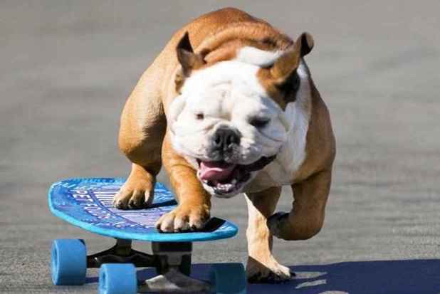 Vdeos mostram a habilidade do bulldog para pegar impulso com as patas e ganhar velocidade. Foto: Reproduo/Facebook