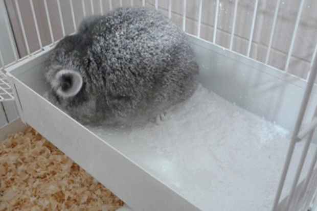 A Chinchilla faz a sua própria limpeza a seco, usando pó de mármore (armandoakio/Flickr/Reprodução) A Chinchilla faz a sua própria limpeza a seco, usando pó de mármore (armandoakio/Flickr/Reprodução)