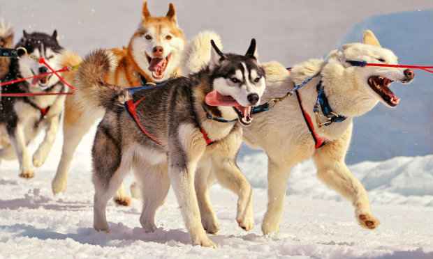 Husky siberiano é originário da Rússia e foi criado para puxar trenós. Fotos: Tudosobrecachorros.com/Reprodução Husky siberiano é originário da Rússia e foi criado para puxar trenós. Fotos: Tudosobrecachorros.com/Reprodução