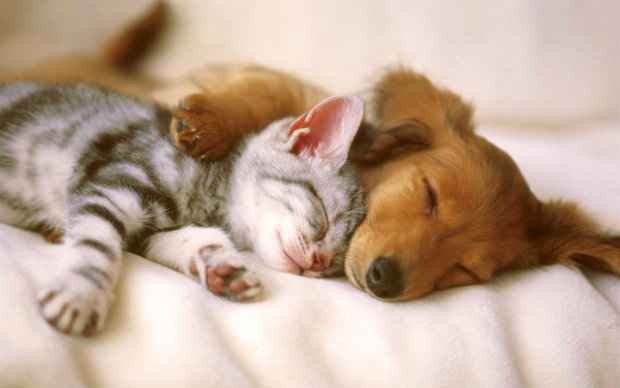 São 60 animais, entre gatos e cachorros. (Foto: Domínio público) São 60 animais, entre gatos e cachorros. (Foto: Domínio público)