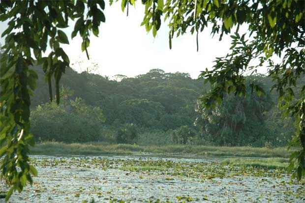 Atualmente, a Mata Atlntica  a floresta mais ameaada do Brasil, com apenas 12,5% da rea original preservada. Foto: Juliana Leito/DP/D.A Press/Arquivo