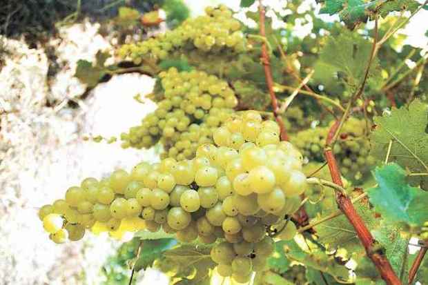 Uva de vinhedos da Terrasul, vincola em Flores da Cunha, em Altos Montes (foto: Terrasul Vinhos/Divulgao)