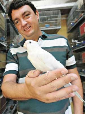 Criador de calopsitas, Alberto Petrillo diz que  preciso estabelecer contato com a ave desde cedo (foto: Beto Novaes/EM/D.A Press