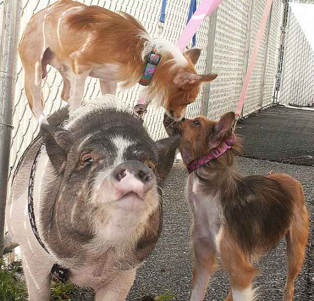 Famlia pouco convencional aguarda algum que os adote. (Foto: Animal Rescue League/Reproduo)