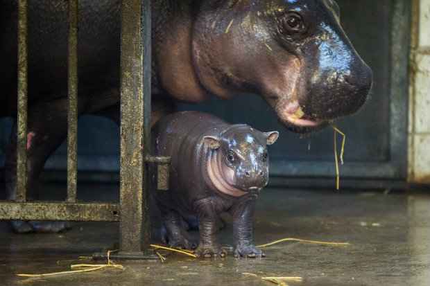 Ainda não batizado e sem sexo definido por enquanto, filhote posa para as fotos. (Foto: Alastair Johnstone/SWNS/Divulgação) Ainda não batizado e sem sexo definido por enquanto, filhote posa para as fotos. (Foto: Alastair Johnstone/SWNS/Divulgação)