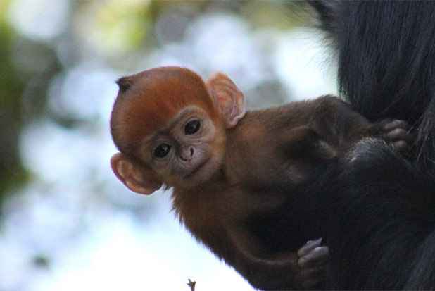 Foto: Zoolgico Taronga/Reproduo