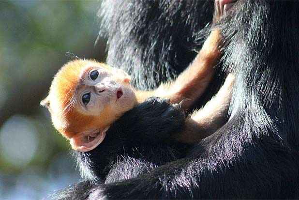 Foto: Zoolgico Taronga/Reproduo