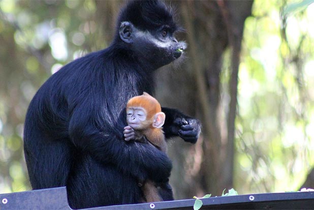 Foto: Zoolgico Taronga/Reproduo