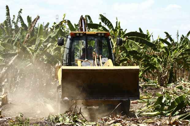 Em fazenda identificada na operao, mata foi destruda e substituda por plantao de bananas. Foto: Paulo Paiva/DP
