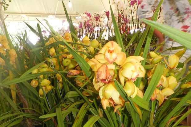 Festival de Orquídeas leva 15 mil flores ao Parque Dona Lindu | Local:  Diario de Pernambuco