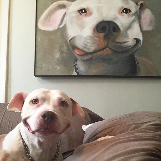 Cachorrinho virou "celebridade instantânea" ao ter foto postada na internet. (Foto: Reprodução/Imgur) Cachorrinho virou "celebridade instantânea" ao ter foto postada na internet. (Foto: Reprodução/Imgur)