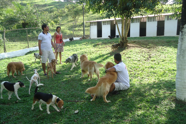 Pet passa por intensas atividades fsicas e recreativas realizadas no lugar onde esto hospedados (Caninos Adestramento)