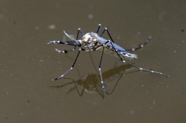 Mosquito Aedes aegypti, transmissor da dengue, febre chikungunya e zika vrus. Foto: Carlos Vieira/CB/D.A Press