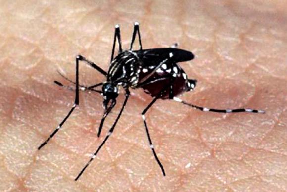 O mosquito Aedes aegypti, responsvel pela transmisso dos vrus da dengue, febre chikungunya e Zika. Foto: Agncia Brasil
