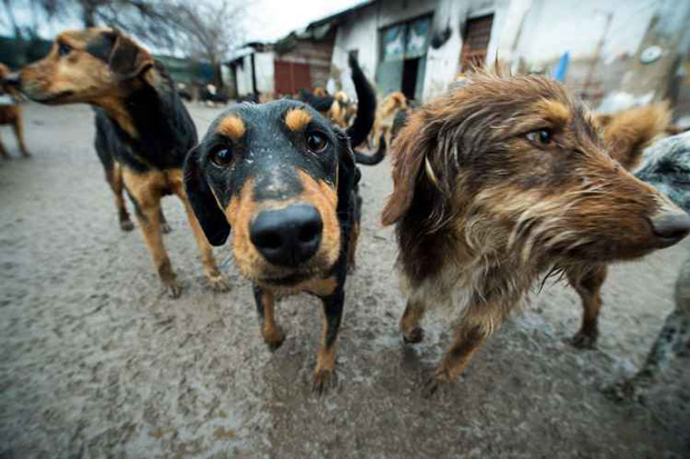 Abrigo para animais na Srvia: cachorros parecem mais suscetveis a ajudar os animais com os quais so familiarizados do que os desconhecidos. Foto: Andrej Isakovic/AFP