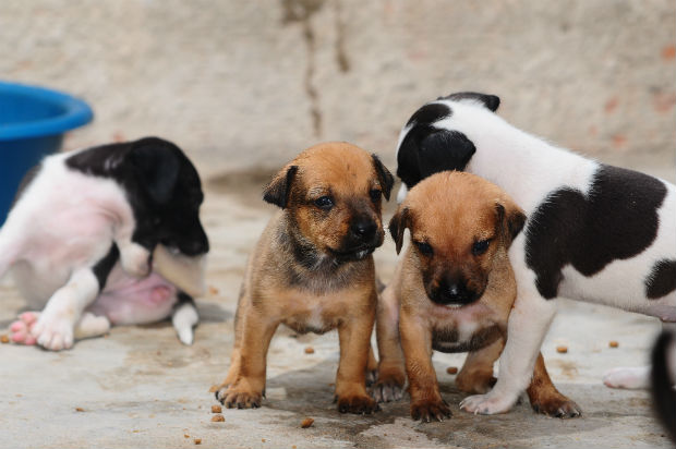 Animais so microchipados e castrados. Foto: Blenda Souto Maior/DP