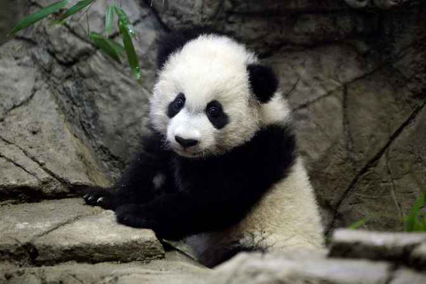 Um longa fila foi formada nos arredores do zoológico para conhecer Bei Bei. foto: AFP / Olivier Douliery Um longa fila foi formada nos arredores do zoológico para conhecer Bei Bei. foto: AFP / Olivier Douliery
