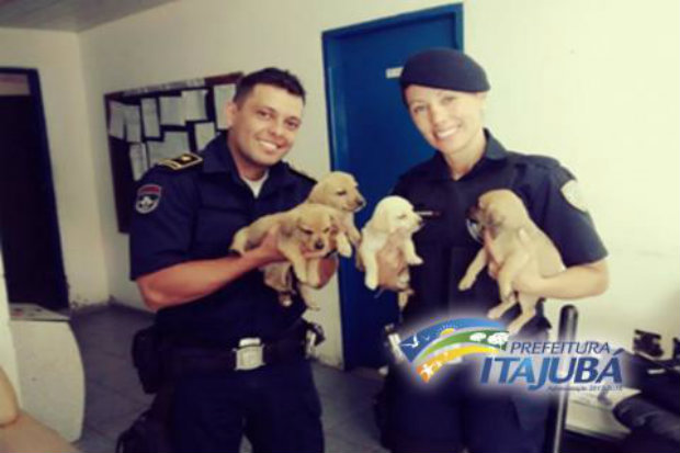 Agentes encontraram bichinhos em um bueiro cheio de gua. (Foto: Prefeitura de Itajub-MG/Reproduo)