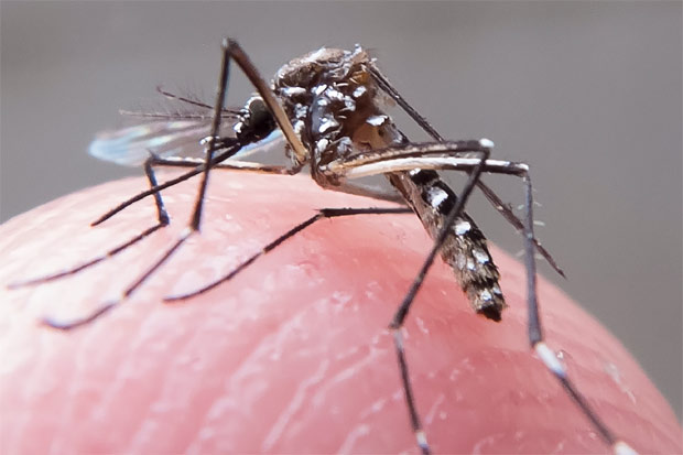 O mosquito Aedes aegypti  o transmissor do zika vrus, da dengue e febre chikungunya. Foto: Rafael Neddermeyer/ Fotos Pblicas