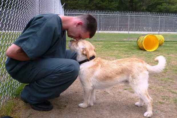 Gwinnett Jail Dogs adestra cachorros que seriam sacrificados por comportamento violento Foto: Reproduo/Facebook