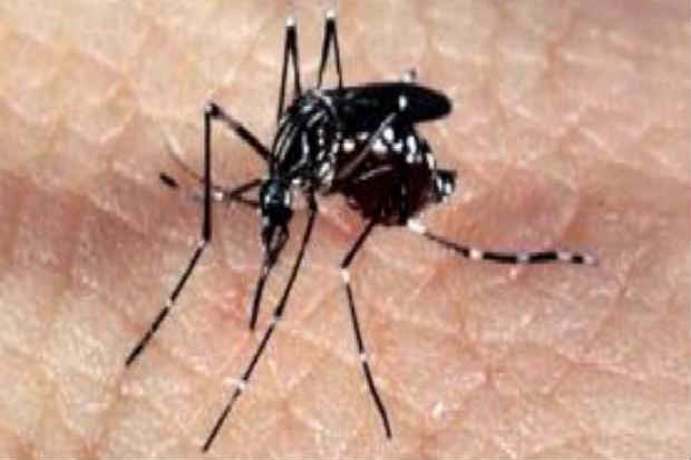 Mosquito Aedes aegypti, transmissor do vrus Zika. Foto: Arquivo/Agncia Brasil