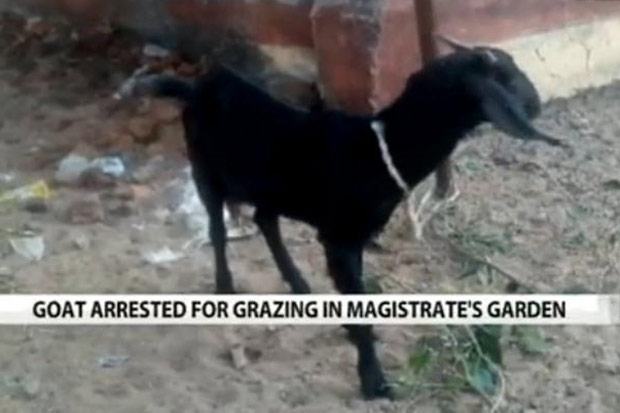 A cabra  acusada de entrar diversas vezes no jardim de um senhor e danificar todo o espao. Foto: NDTV/Reproduo