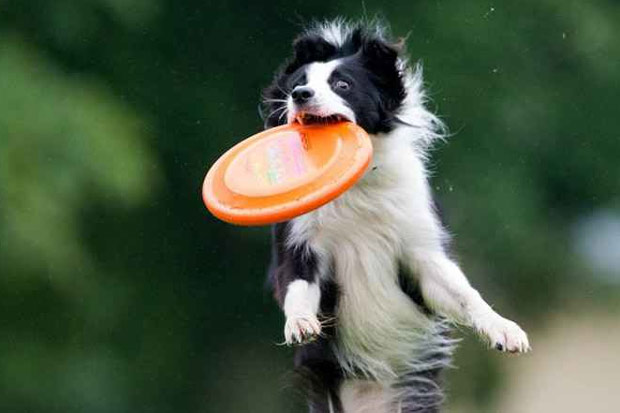 Ces border collies foram usados nos testes de habilidade e orientao. Foto: Lukas Schulze/AFP