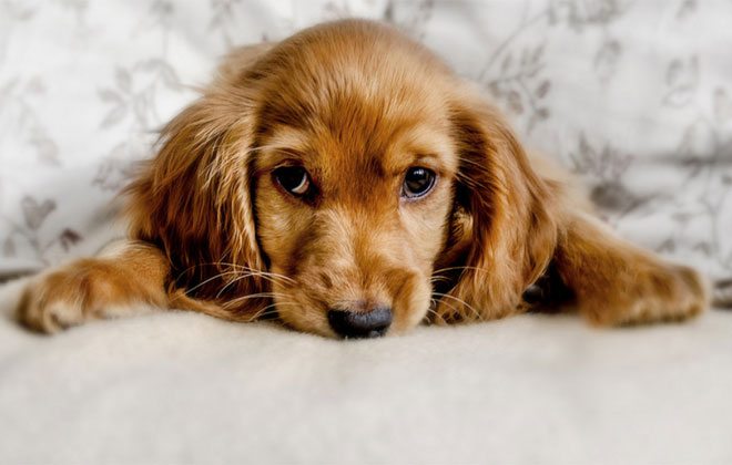 Na decisão, cachorro foi considerado um "humano incapaz" e não uma "coisa". Foto ilustrativa. Crédito: Buzzybee/Flickr/Divulgação Na decisão, cachorro foi considerado um "humano incapaz" e não uma "coisa". Foto ilustrativa. Crédito: Buzzybee/Flickr/Divulgação