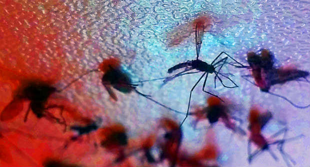 A Universidade do Texas possibilitar que vacina contra o vrus Zika seja desenvolvida em at 12 meses. Fotos: Fernanda Carvalho/ Fotos Pblicas.