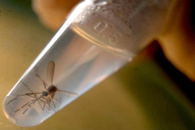 Exemplares do mosquito Aedes aegypti, que transmite o Zika. Foto: Christophe Simon/Arquivo/AFP