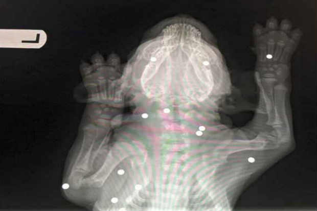 Os veterinários responsáveis por cuidar de Brody encontraram 18 balas de arma BB (Bale Bearing) alojadas em seu corpo. Foto: Reprodução/Facebook Os veterinários responsáveis por cuidar de Brody encontraram 18 balas de arma BB (Bale Bearing) alojadas em seu corpo. Foto: Reprodução/Facebook