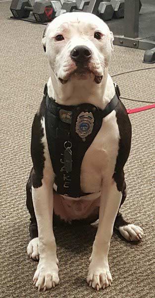 Jake trabalha hoje no Corpo de Bombeiros, auxiliando na deteco de incndios. Foto: Facebook/Reproduo