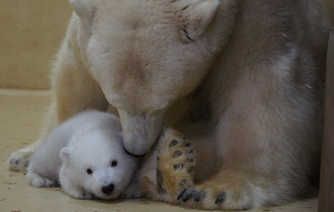 Foto: Zoo am Meer Bremerhaven/Divulgação Foto: Zoo am Meer Bremerhaven/Divulgação