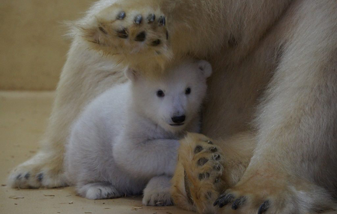 Foto: Zoo am Meer Bremerhaven/Divulgação Foto: Zoo am Meer Bremerhaven/Divulgação