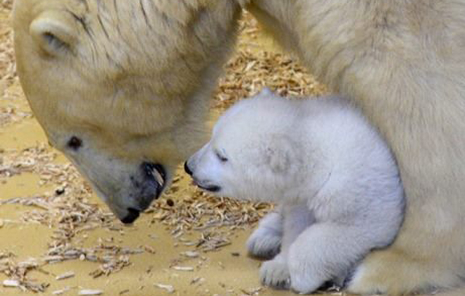 Foto: Zoo am Meer Bremerhaven/Divulgação Foto: Zoo am Meer Bremerhaven/Divulgação