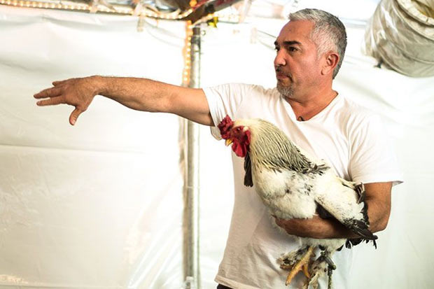Episódio de "Cesar 911" transmitido no último dia 26 de fevereiro, em que um cachorro ataca um porco domesticado, motivou a denúncia. Foto: Cesarsway.com/Divulgação Episódio de "Cesar 911" transmitido no último dia 26 de fevereiro, em que um cachorro ataca um porco domesticado, motivou a denúncia. Foto: Cesarsway.com/Divulgação