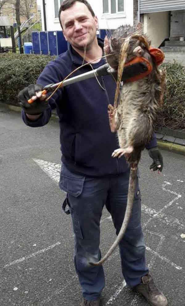 Homem mata rato gigante de quase um metro de comprimento - Mundo Bom